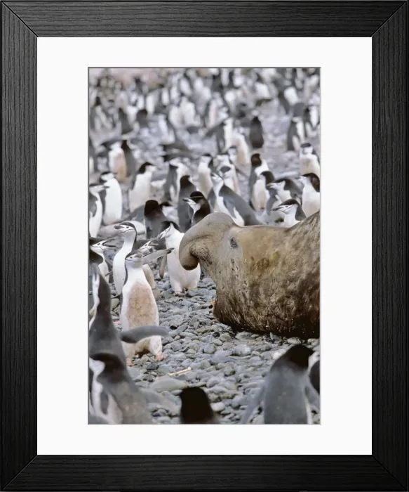 Framed Print : DDE-90023336 Framed Print : DDE-90023336