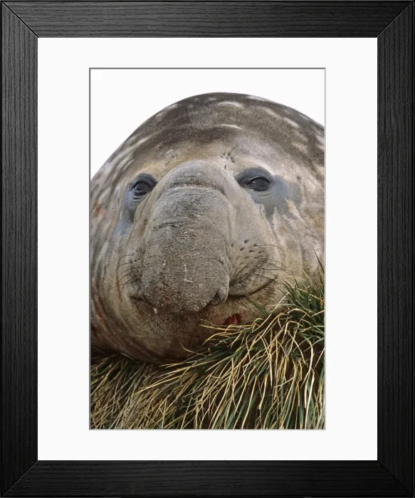 Framed Print : DDE-90023338 Framed Print : DDE-90023338