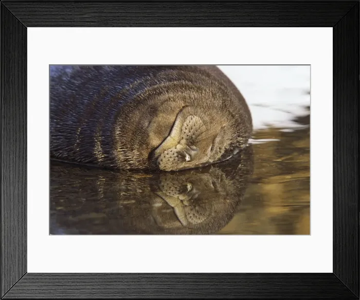 Framed Print : DDE-90023337 Framed Print : DDE-90023337