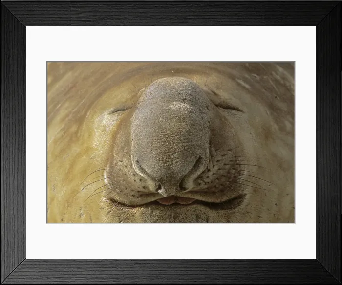 Framed Print : DDE-90023340 Framed Print : DDE-90023340