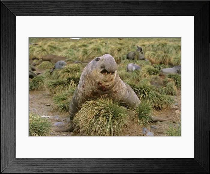 Framed Print : DDE-90023339 Framed Print : DDE-90023339