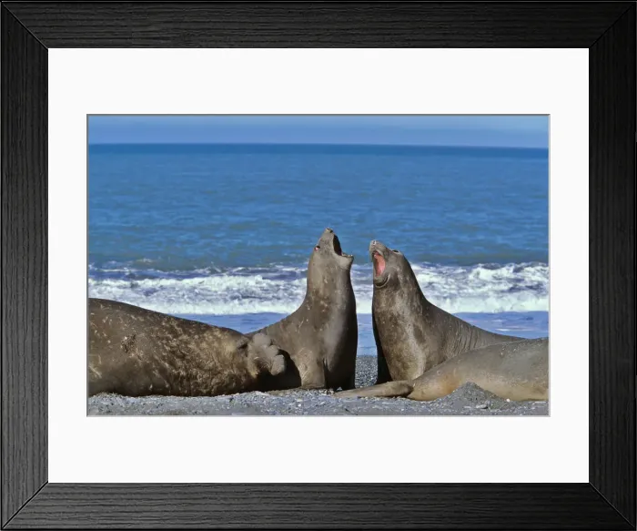 Framed Print : DDE-90023341 Framed Print : DDE-90023341