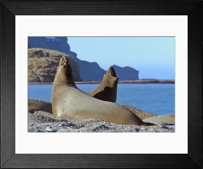 Framed Print : DDE-90023342 Framed Print : DDE-90023342