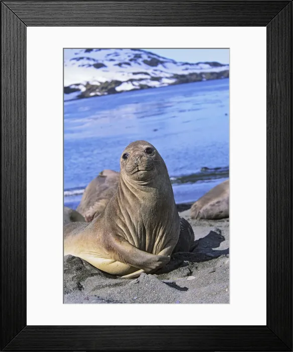 Framed Print : DDE-90023344 Framed Print : DDE-90023344