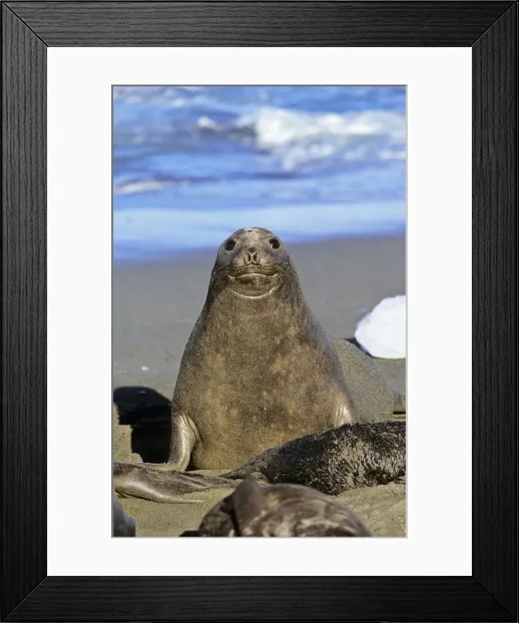 Framed Print : DDE-90023343 Framed Print : DDE-90023343