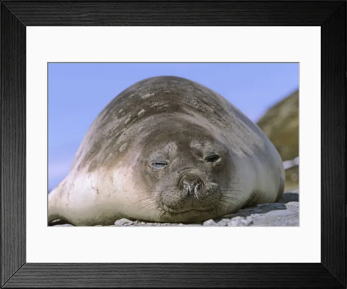 Framed Print : DDE-90023345 Framed Print : DDE-90023345