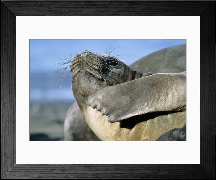 Framed Print : DDE-90023346 Framed Print : DDE-90023346