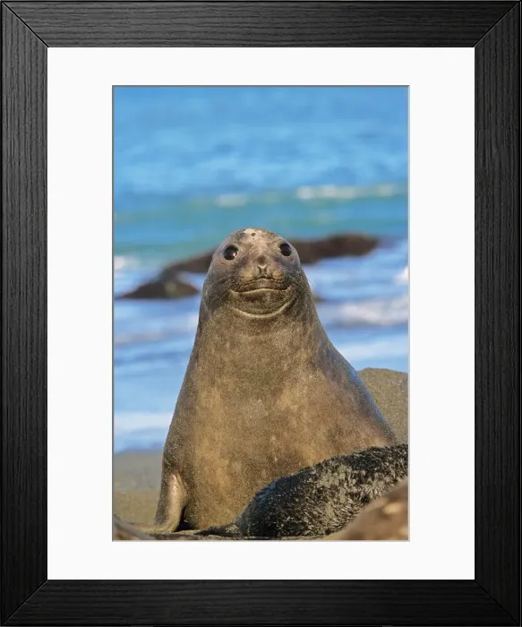 Framed Print : DDE-90023347 Framed Print : DDE-90023347