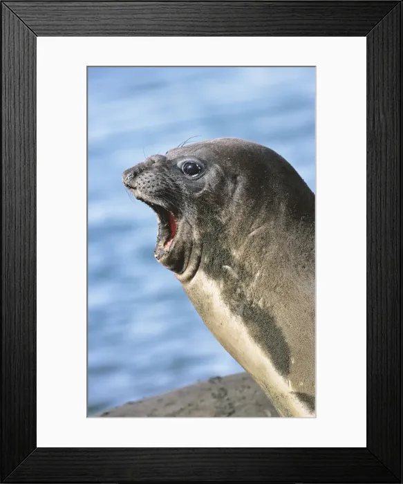 Framed Print : DDE-90023348 Framed Print : DDE-90023348
