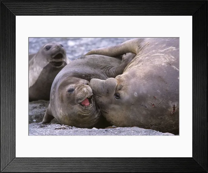 Framed Print : DDE-90023349 Framed Print : DDE-90023349