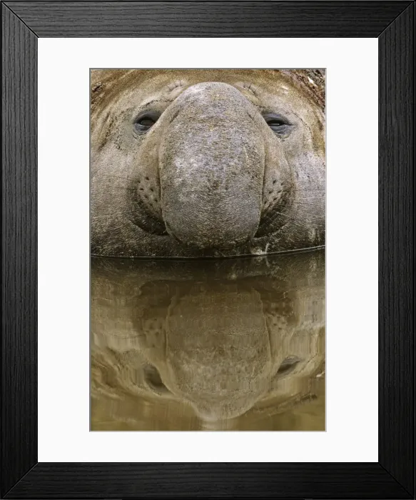 Framed Print : DDE-90023350 Framed Print : DDE-90023350