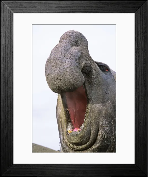 Framed Print : DDE-90023351 Framed Print : DDE-90023351