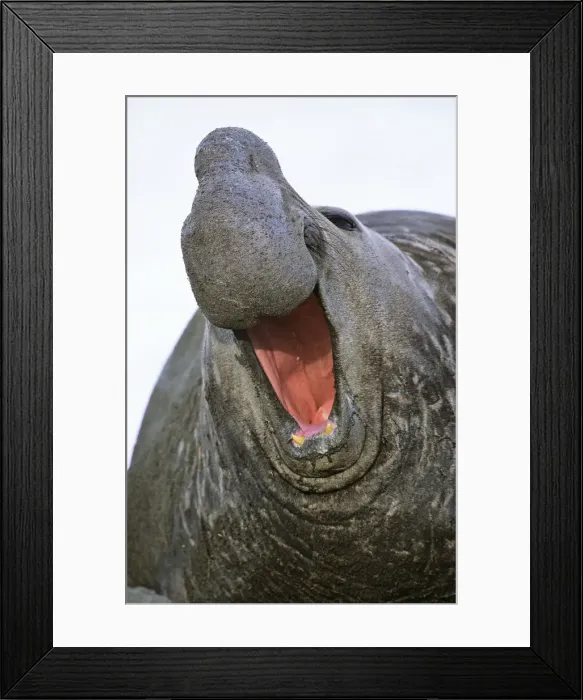 Framed Print : DDE-90023352 Framed Print : DDE-90023352