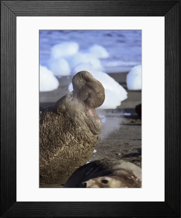 Framed Print : DDE-90023353 Framed Print : DDE-90023353
