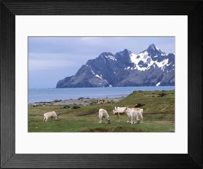 Framed Print : DDE-90023355
