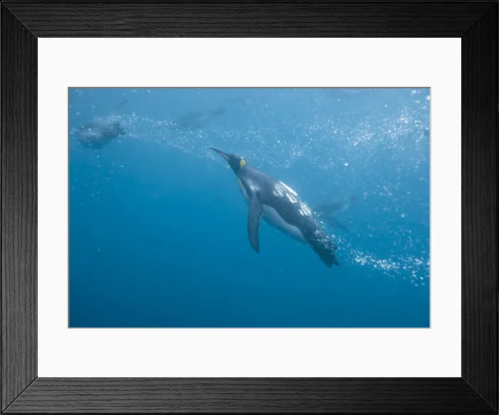 Framed Print : DDE-90023356 Framed Print : DDE-90023356