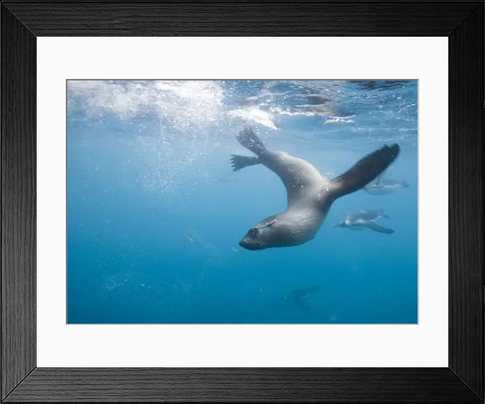 Framed Print : DDE-90023357 Framed Print : DDE-90023357