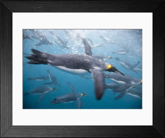 Framed Print : DDE-90023358