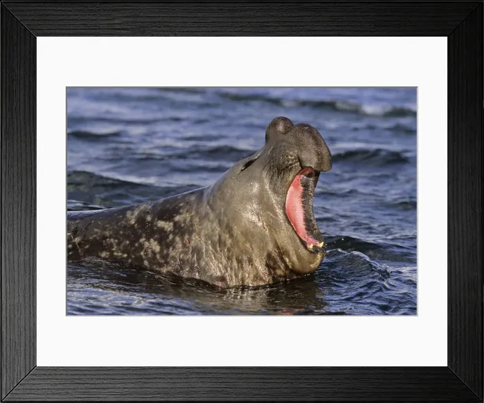 Framed Print : DDE-90023354 Framed Print : DDE-90023354