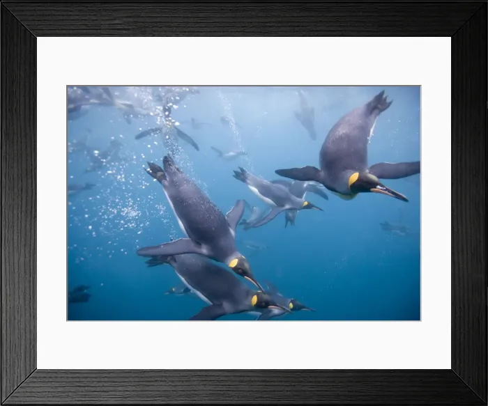 Framed Print : DDE-90023359 Framed Print : DDE-90023359