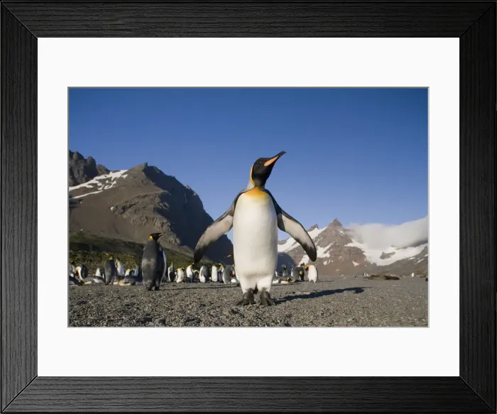 Framed Print : DDE-90023361 Framed Print : DDE-90023361