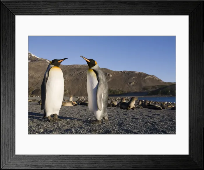 Framed Print : DDE-90023362 Framed Print : DDE-90023362
