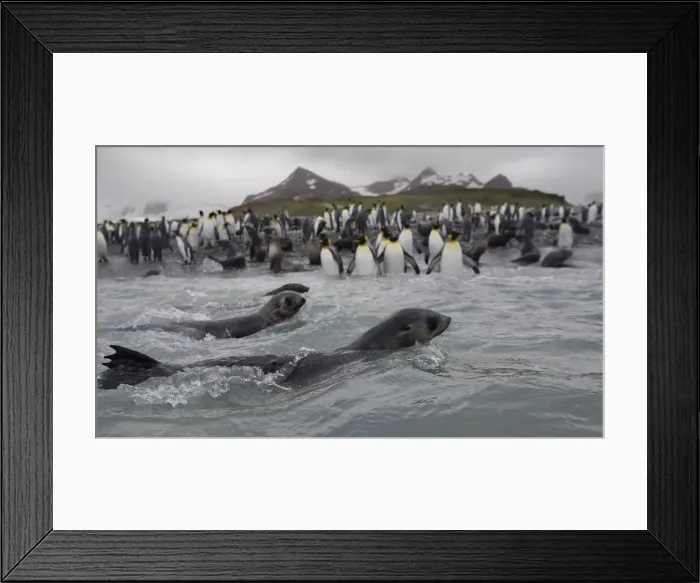 Framed Print : DDE-90023363 Framed Print : DDE-90023363