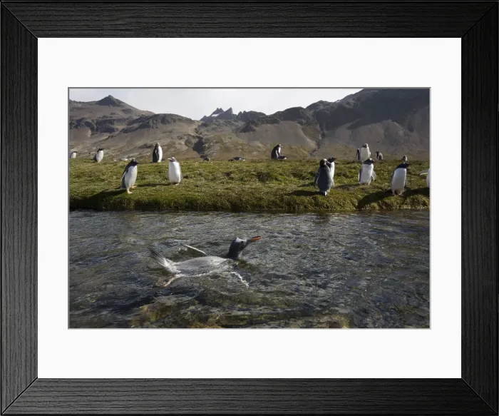 Framed Print : DDE-90023364 Framed Print : DDE-90023364