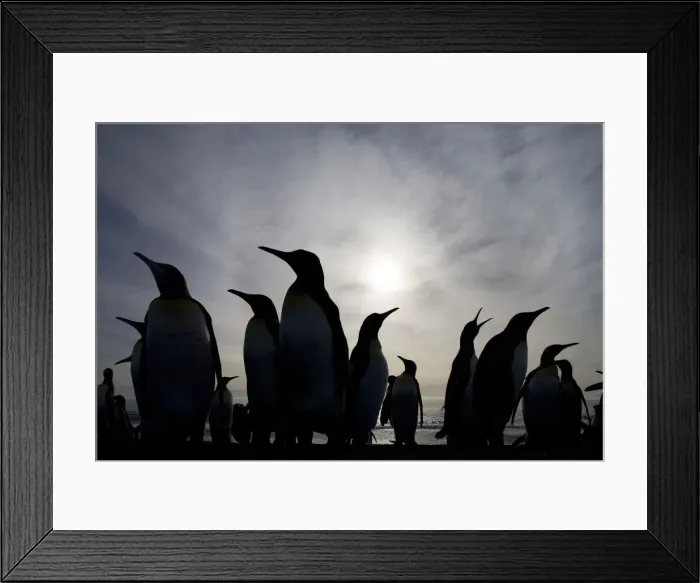 Framed Print : DDE-90023365 Framed Print : DDE-90023365
