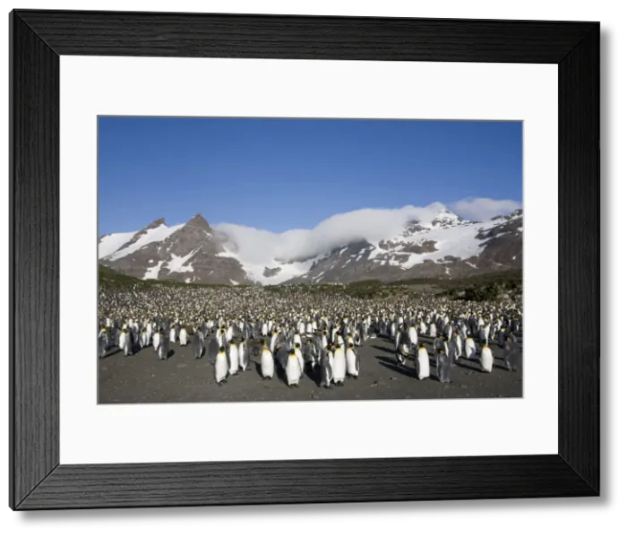 Framed Print : DDE-90023360 Framed Print : DDE-90023360
