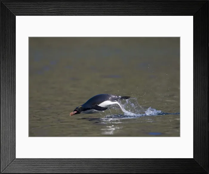 Framed Print : DDE-90023367