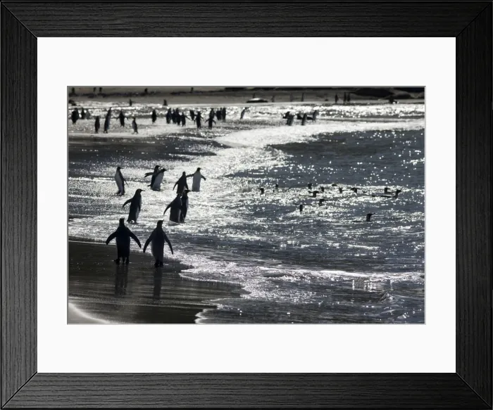 Framed Print : DDE-90023366 Framed Print : DDE-90023366