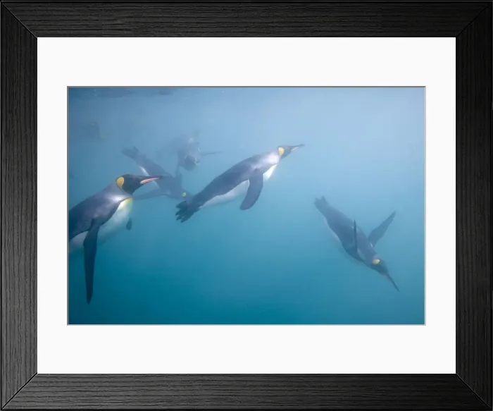 Framed Print : DDE-90023369 Framed Print : DDE-90023369