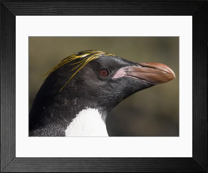 Framed Print : DDE-90023368 Framed Print : DDE-90023368