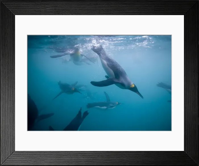 Framed Print : DDE-90023371 Framed Print : DDE-90023371