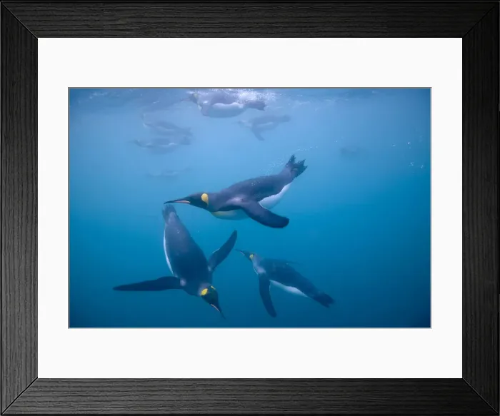 Framed Print : DDE-90023372 Framed Print : DDE-90023372