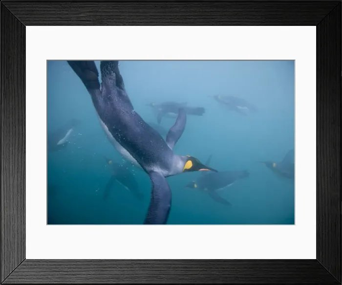 Framed Print : DDE-90023370 Framed Print : DDE-90023370