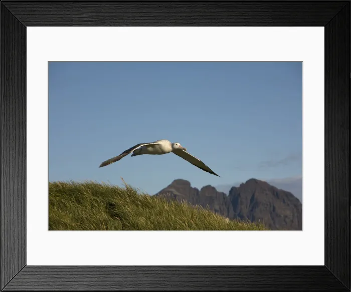 Framed Print : DDE-90023377 Framed Print : DDE-90023377