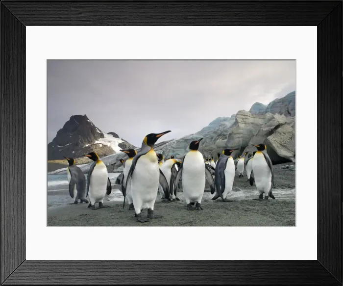 Framed Print : DDE-90023378 Framed Print : DDE-90023378