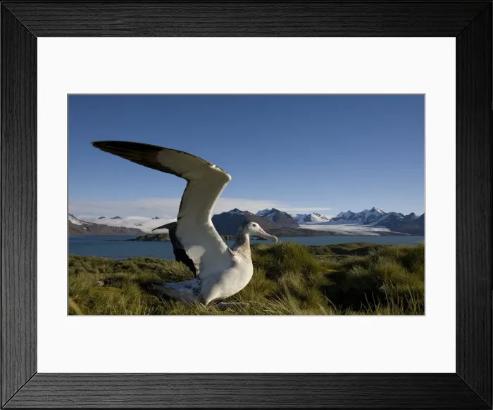 Framed Print : DDE-90023376 Framed Print : DDE-90023376