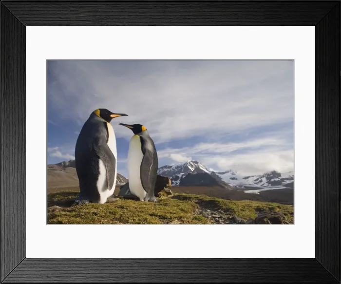 Framed Print : DDE-90023380 Framed Print : DDE-90023380