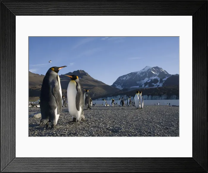 Framed Print : DDE-90023381 Framed Print : DDE-90023381