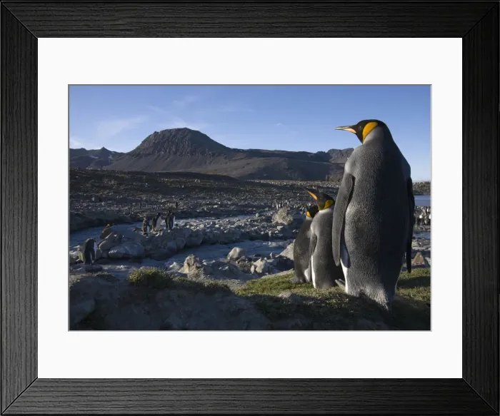 Framed Print : DDE-90023382 Framed Print : DDE-90023382