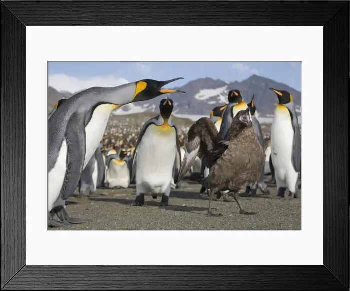 Framed Print : DDE-90023379 Framed Print : DDE-90023379