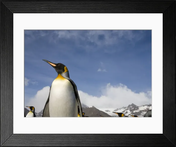 Framed Print : DDE-90023384 Framed Print : DDE-90023384