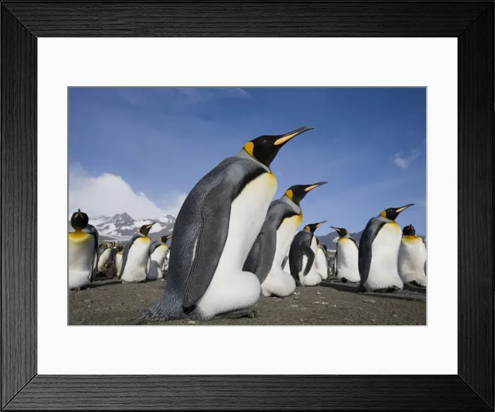 Framed Print : DDE-90023385 Framed Print : DDE-90023385
