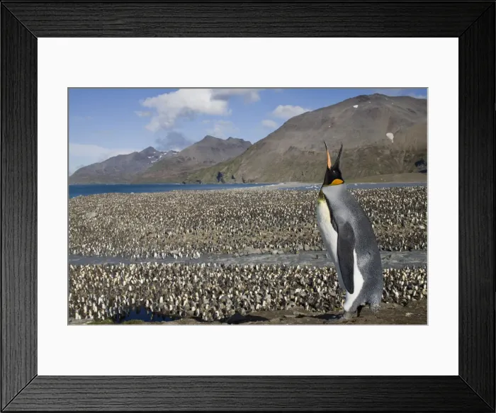 Framed Print : DDE-90023383 Framed Print : DDE-90023383