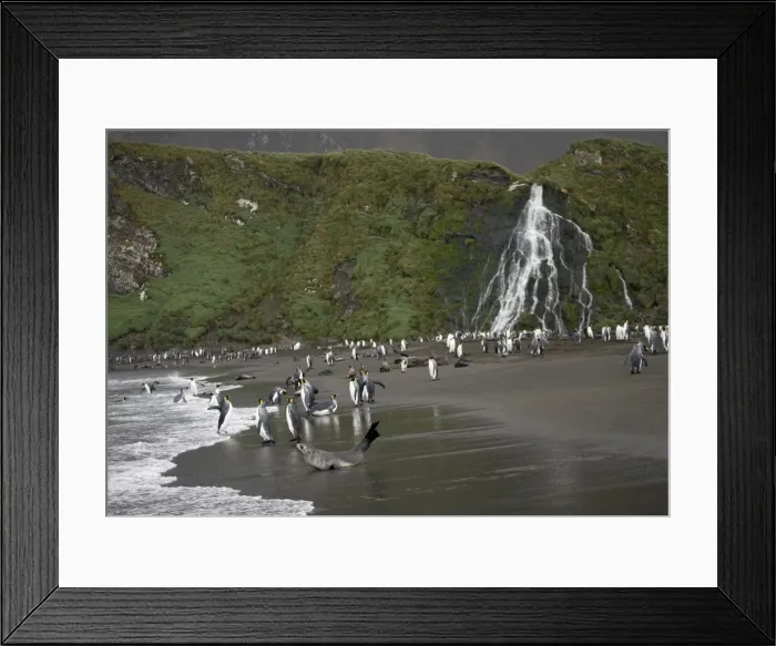 Framed Print : DDE-90023387 Framed Print : DDE-90023387