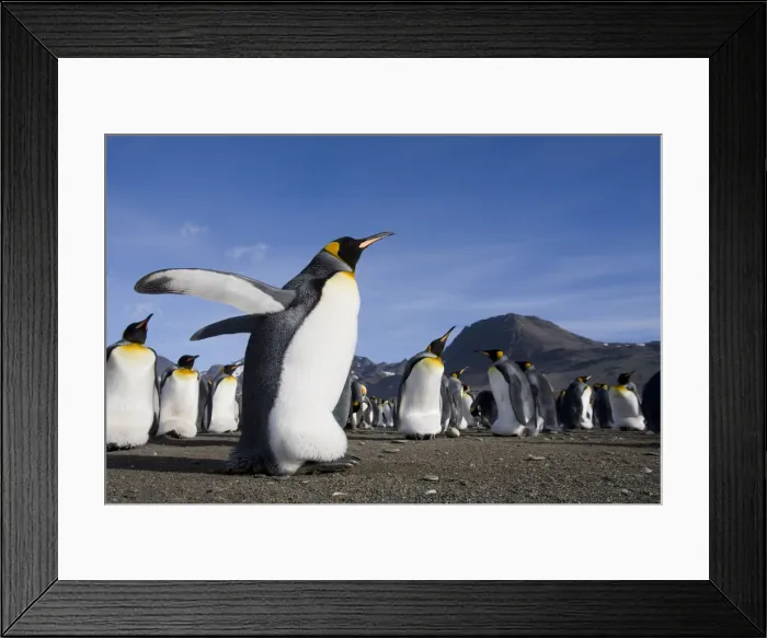 Framed Print : DDE-90023386 Framed Print : DDE-90023386