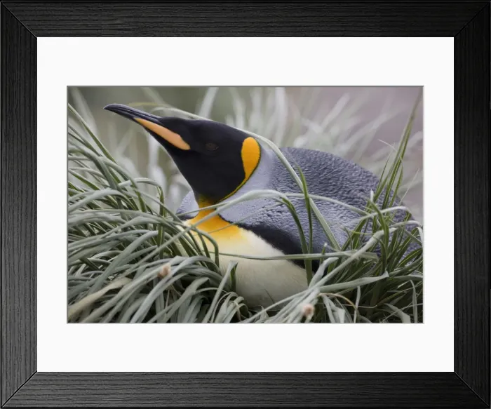 Framed Print : DDE-90023391 Framed Print : DDE-90023391